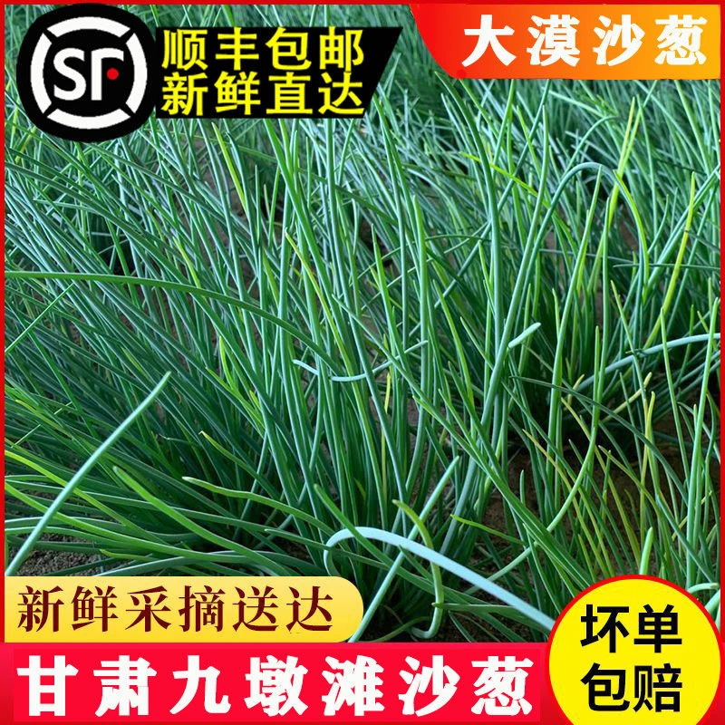 【顺丰包邮】甘肃凉州区九墩滩新鲜沙葱现摘现发坏单包赔