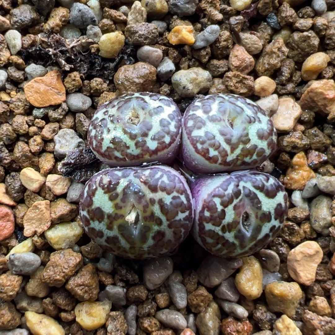 131大黑点群一棵特