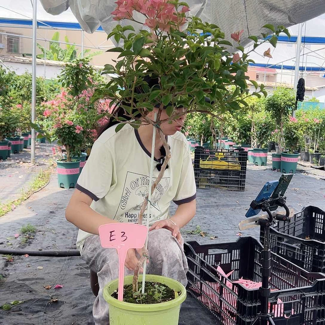思***思大部分开放少量花苞E3卡亚塔