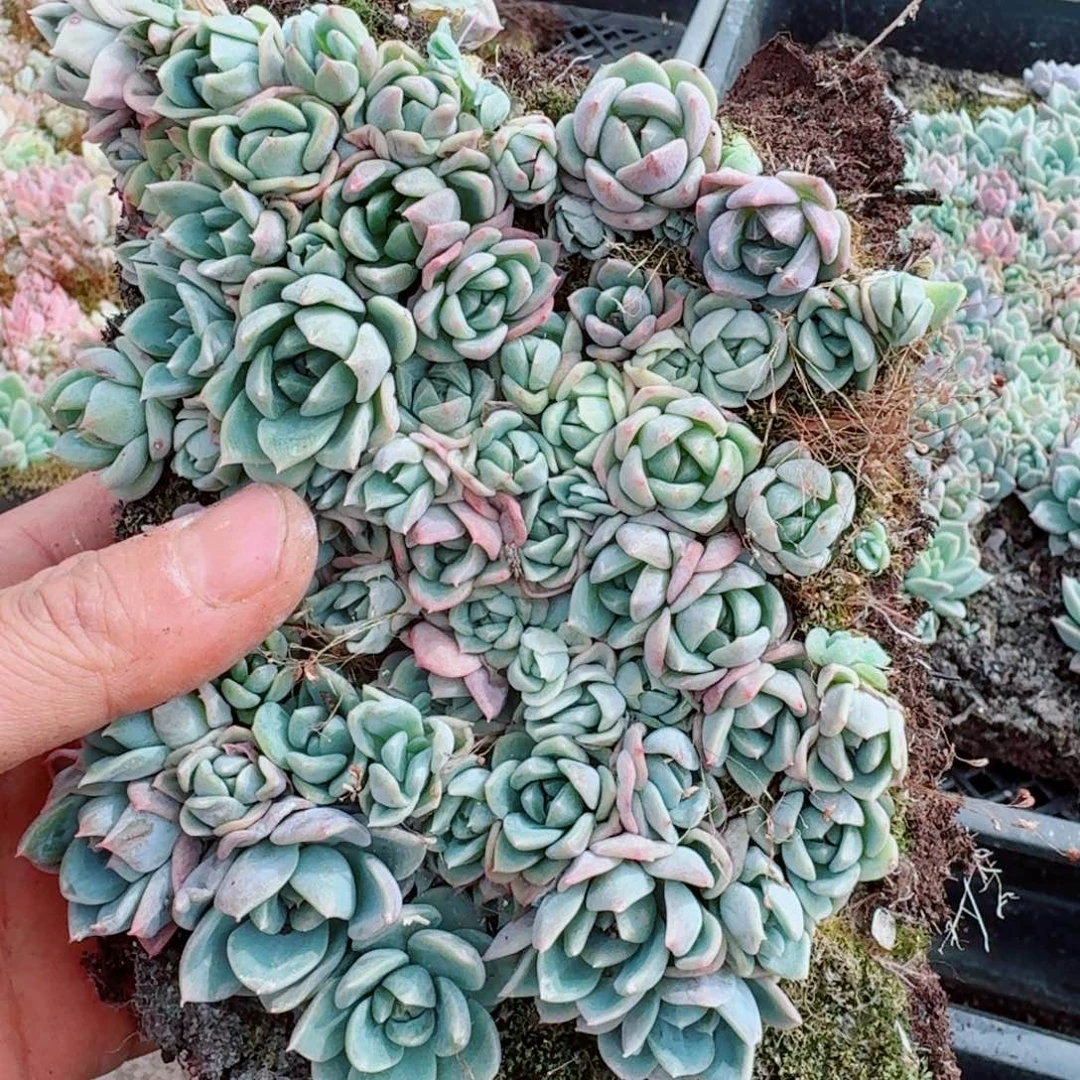 珍妮切糕一份量拍2-25