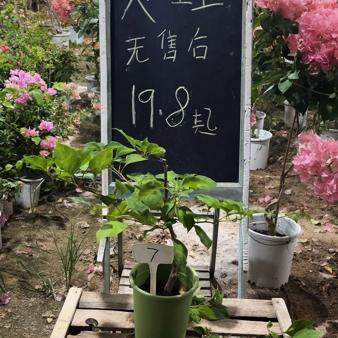 完全开放三角梅三角梅7