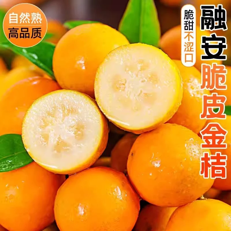【顺丰包邮】广西桂林脆蜜金桔鲜果新鲜水果酸甜桔子第三金桔品种