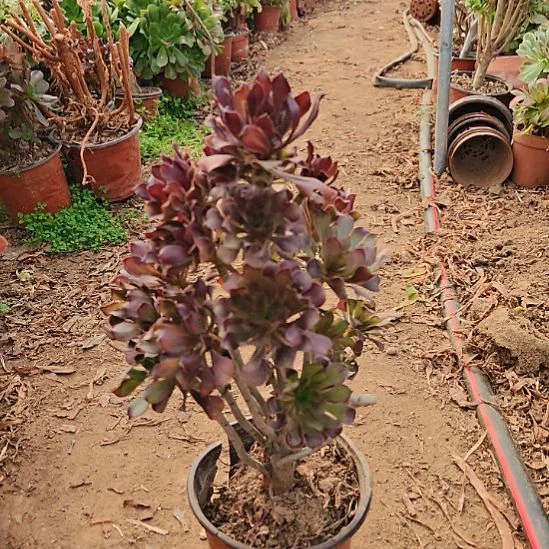 黑法师加急发货33