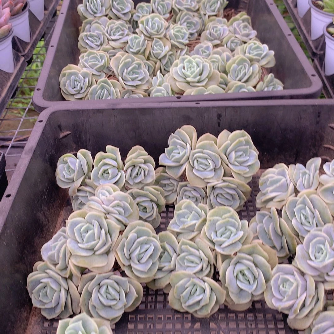 平头可爱玫瑰群245677788999