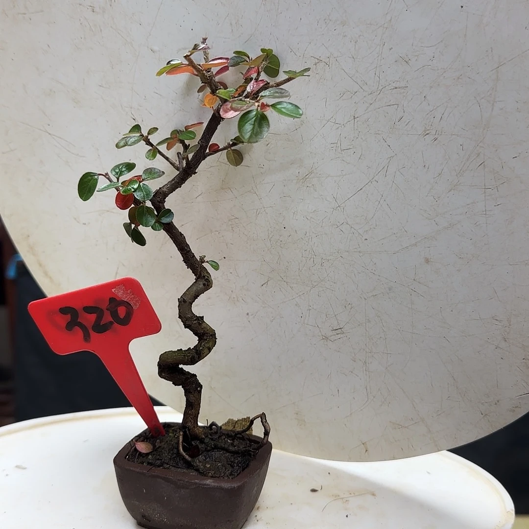 用***6无花朵红花荀子都包邮