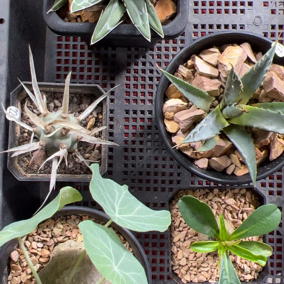 E***L纸刺武藏野加冰蓝龟加象鼻大戟加曲刺妖炎加笹之雪一物一拍