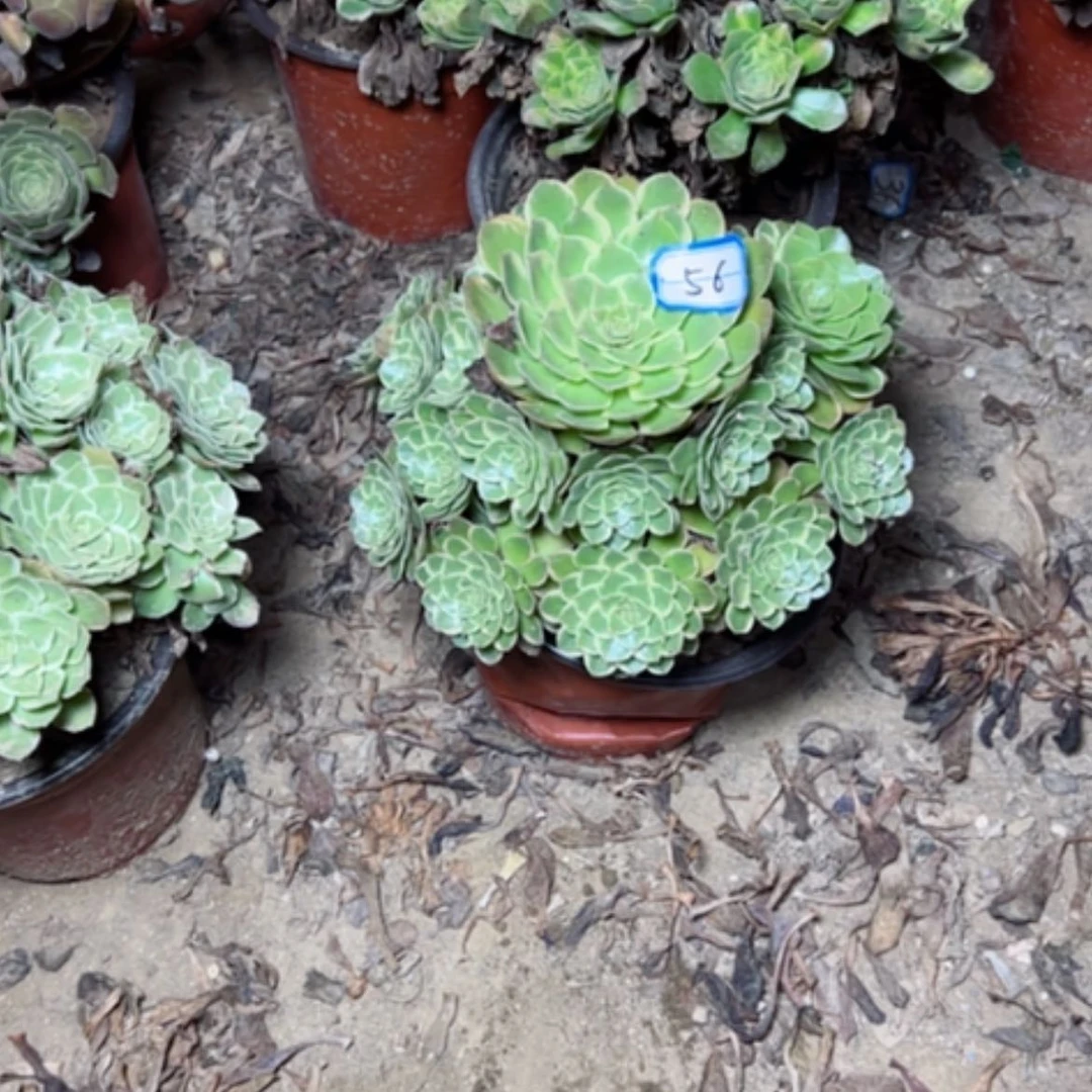 【闪购商品】双*徐粉花妖56