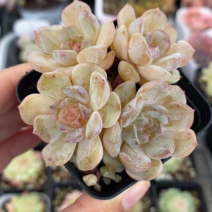 粉恋粉恋 多肉 11.1