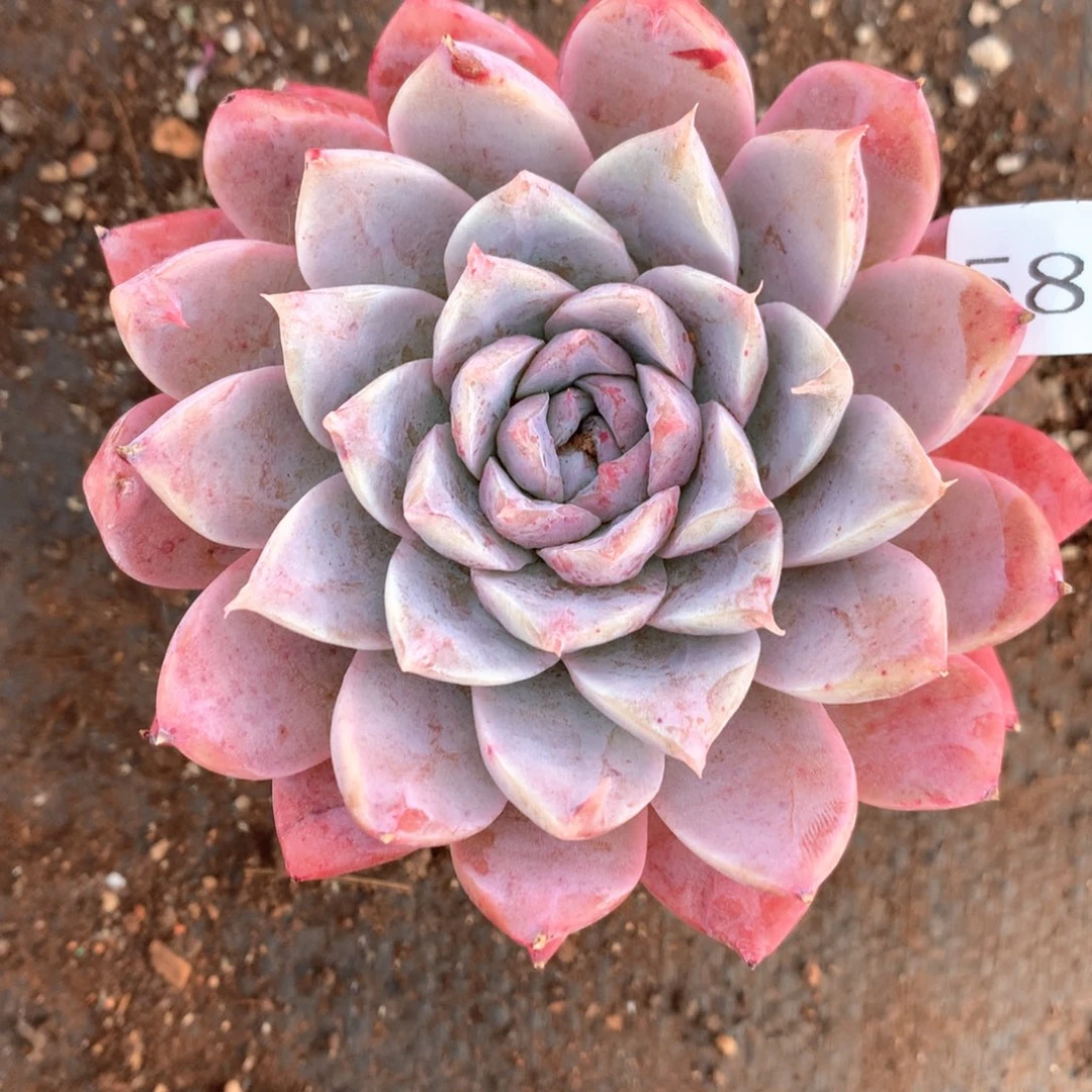 云*舞5879杂交多肉植物