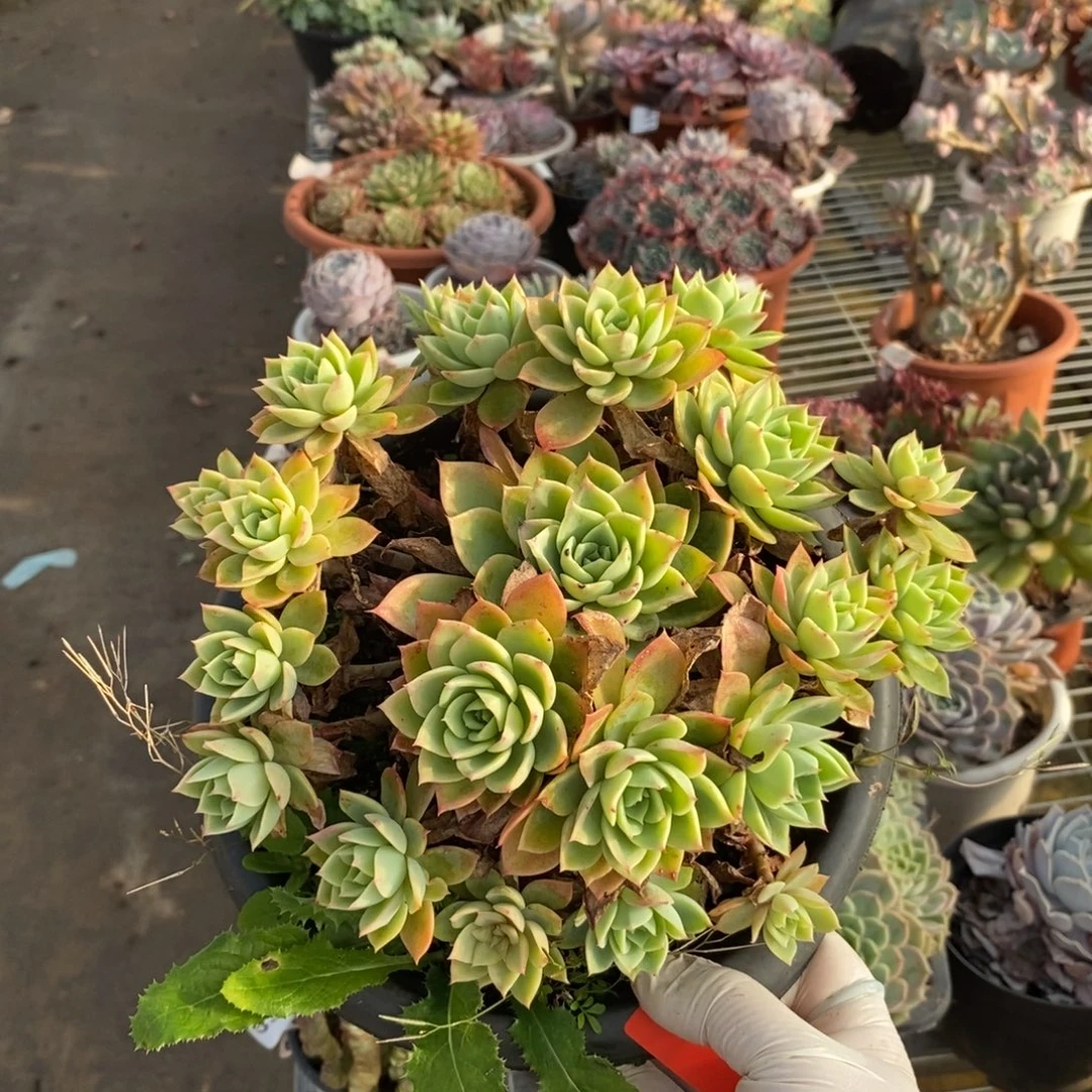 137三色堇一物一拍