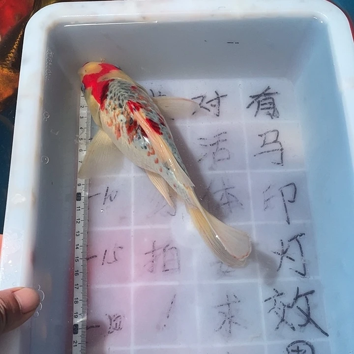 蝴蝶鲤鱼渔场直发62