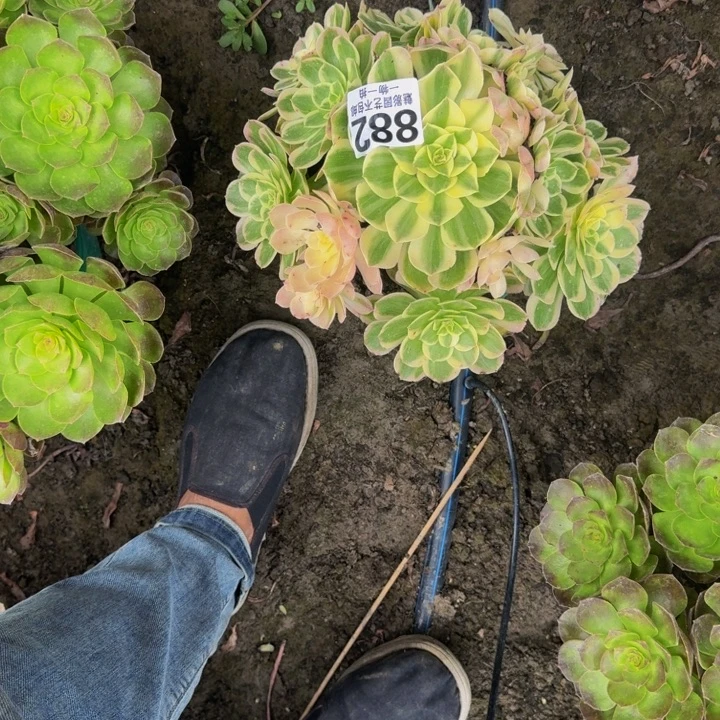 玉芙蓉花30-19包邮花花