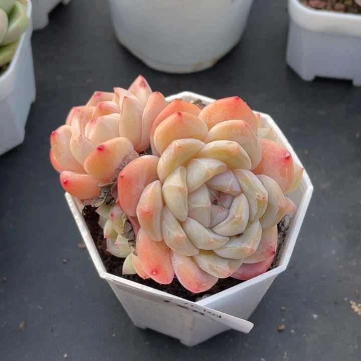 728号糖心冰心珍妮