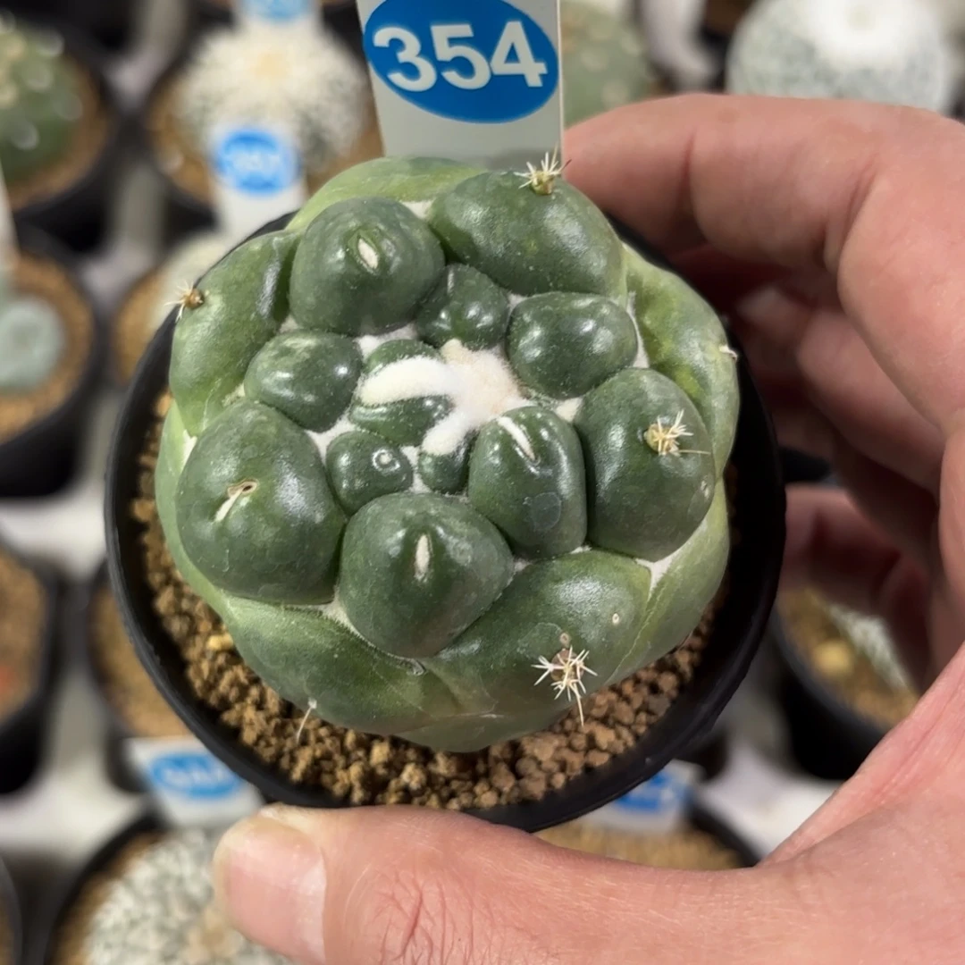 354萝卜根无刺象牙带盆带土发货