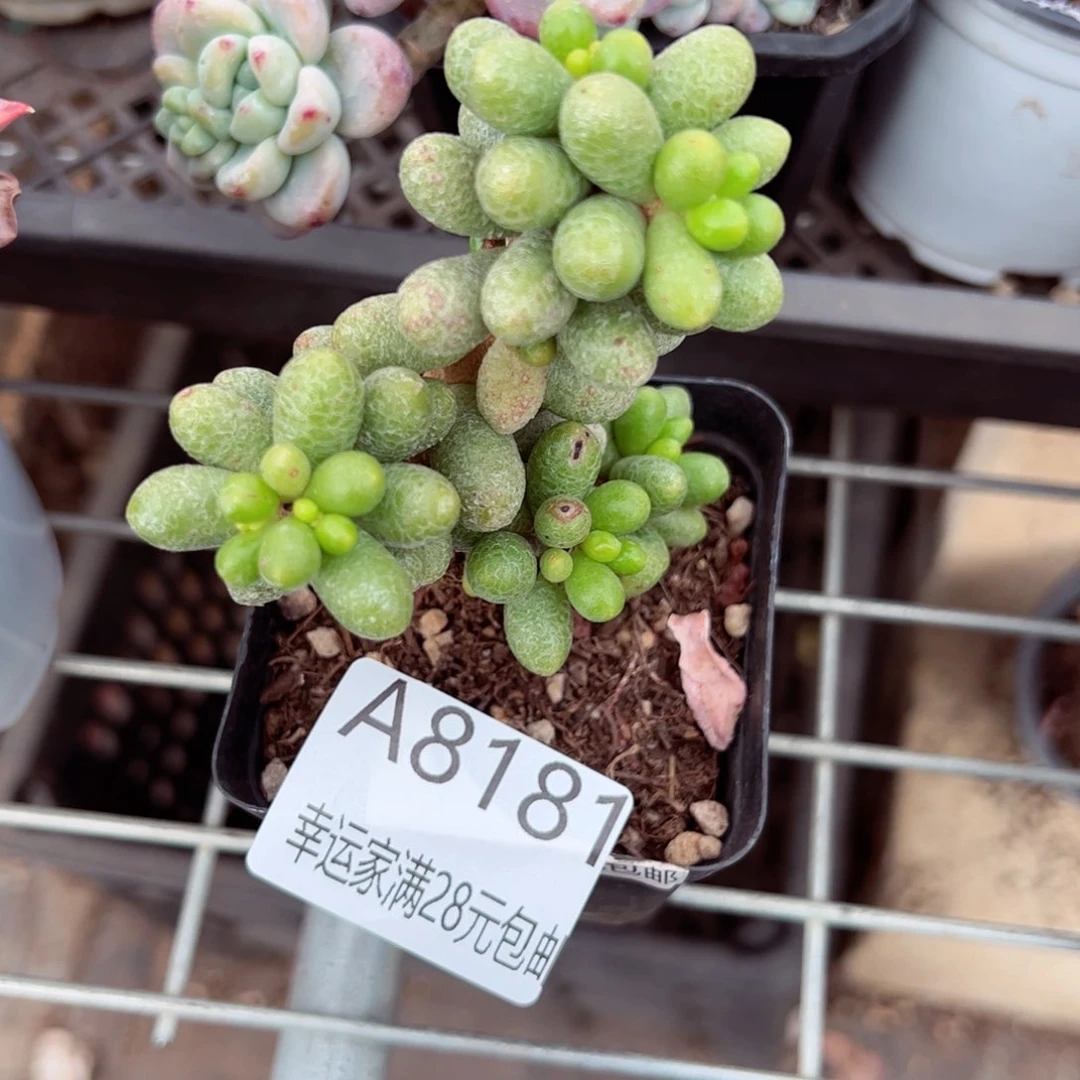 幸运的是我的朋友是