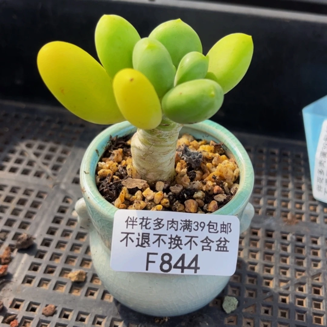 844-芒果奶多肉4cm