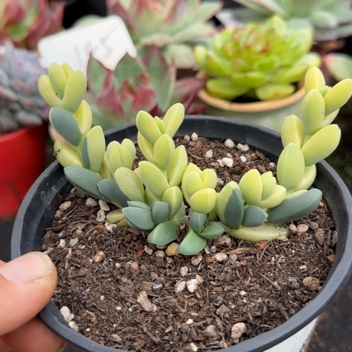 鹿角海棠锦惊鸿一物一拍包装收缩花旱