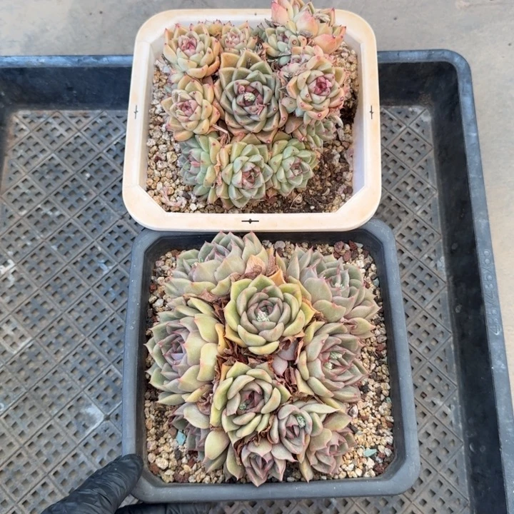 瑞****?补发一颗的一物一拍