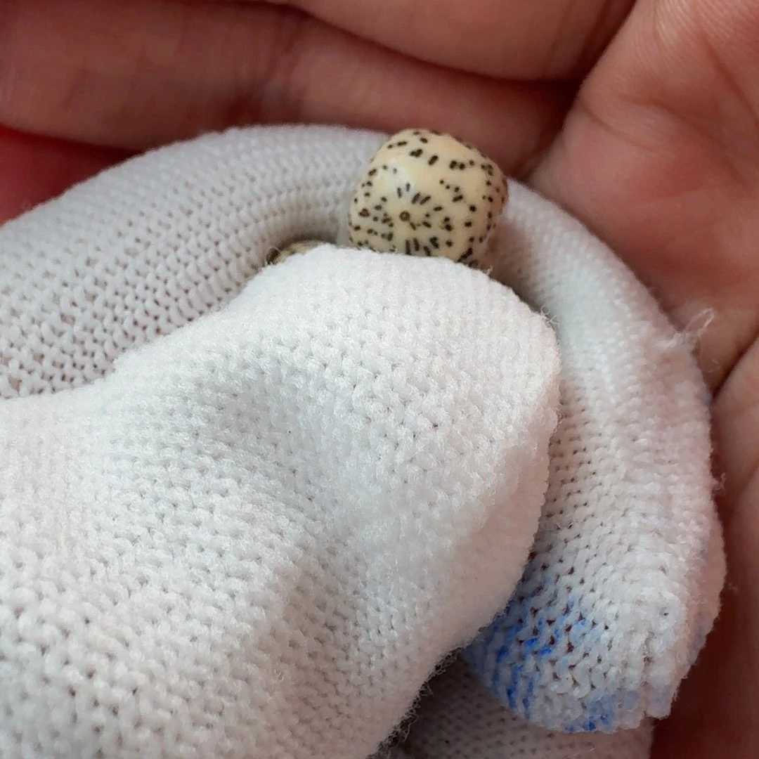 星月菩提吊坠运费运费运费