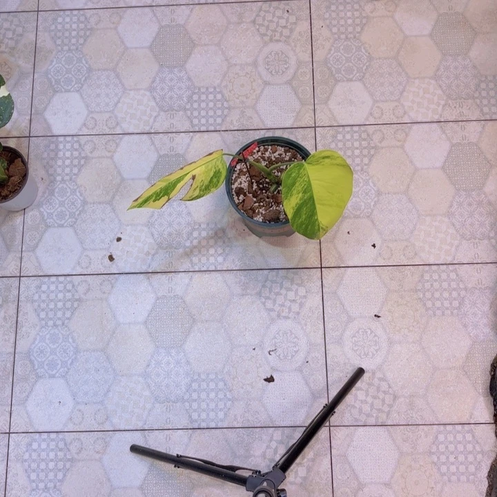完全开放?*吼长茎黄龟