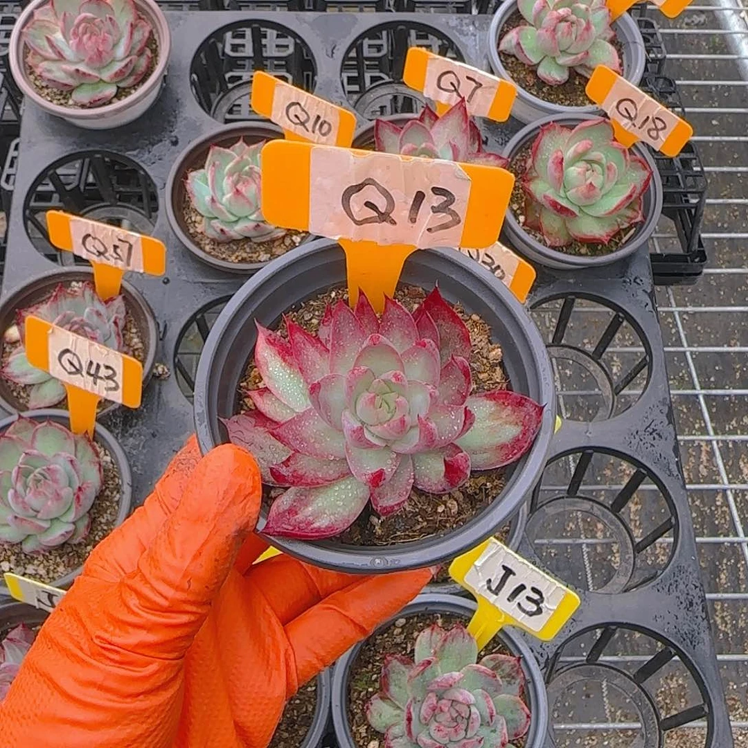 王*娟Q13惊鸿单头多肉