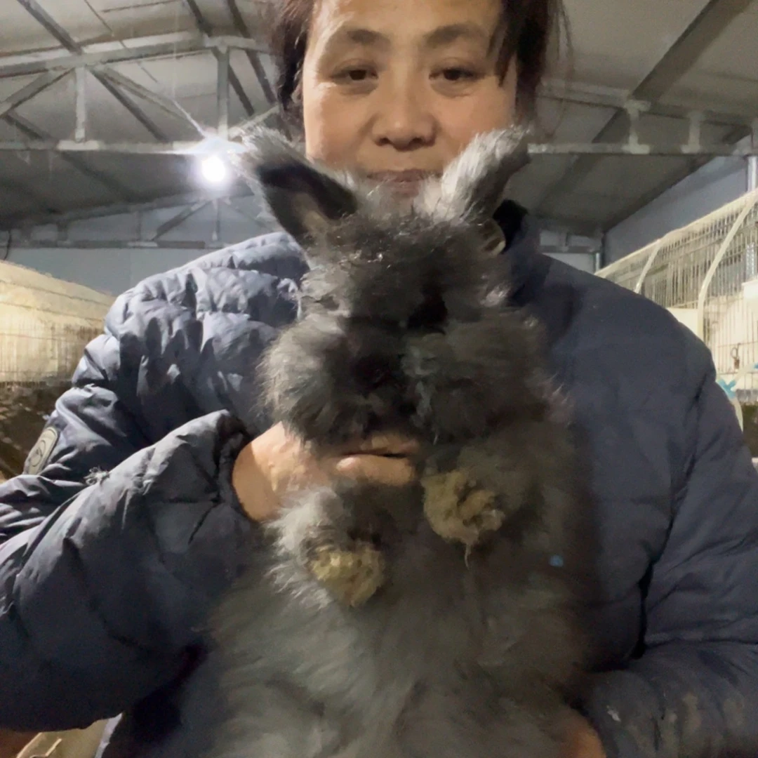英系安哥拉宠物兔