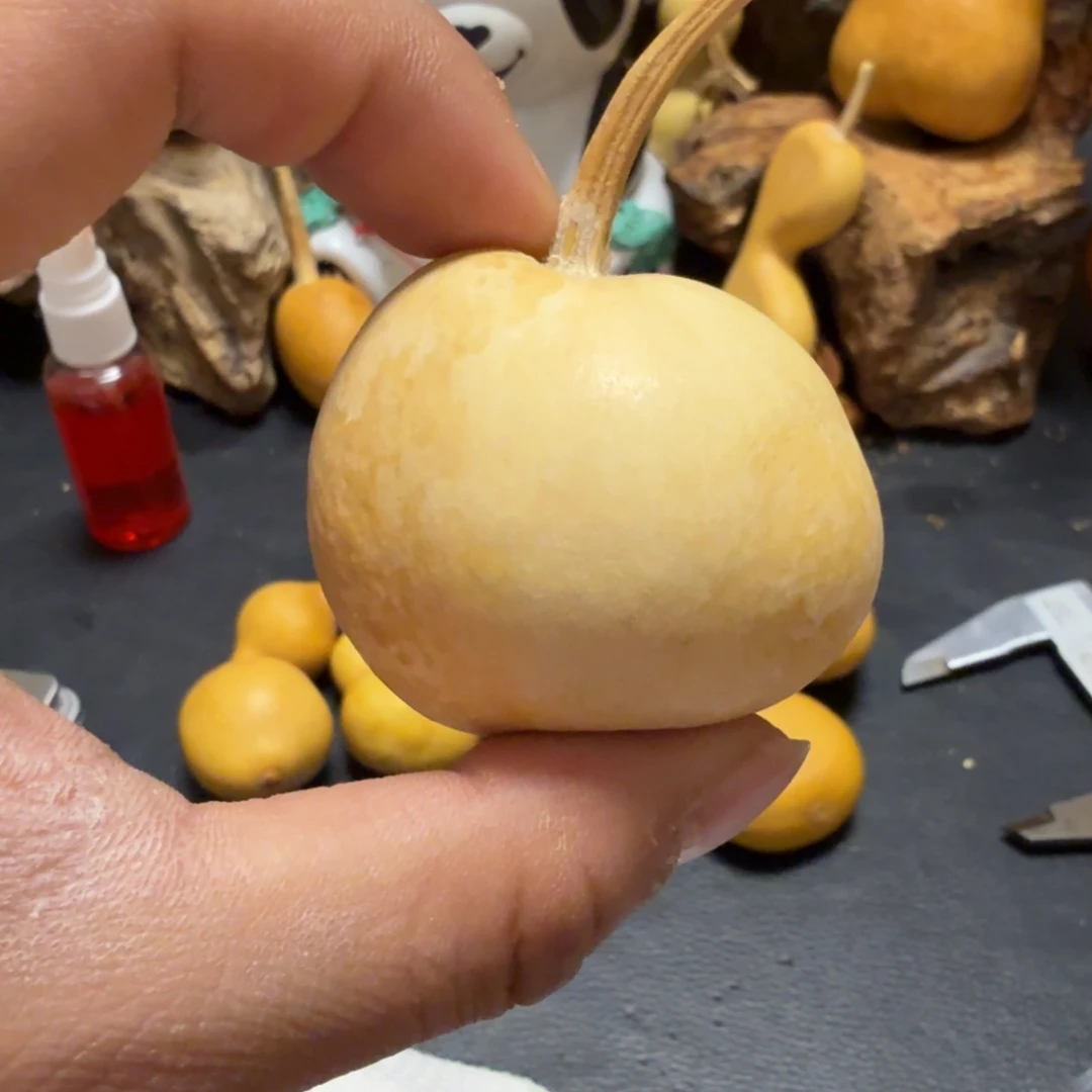 星***星66…………………………………………