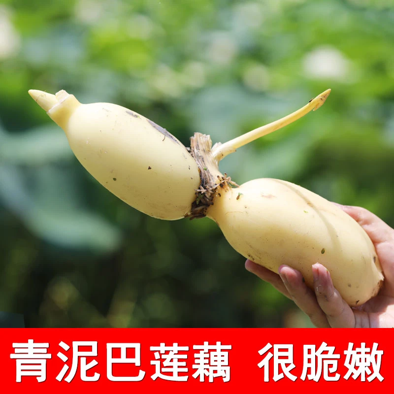 洪湖青泥巴莲藕(脆)4斤湖北洪湖新鲜莲藕蔬菜鲜嫩脆甜