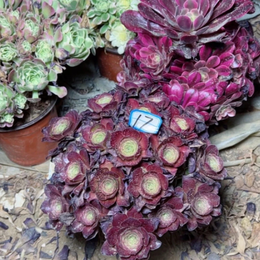 【闪购商品】多肉植物魅金17