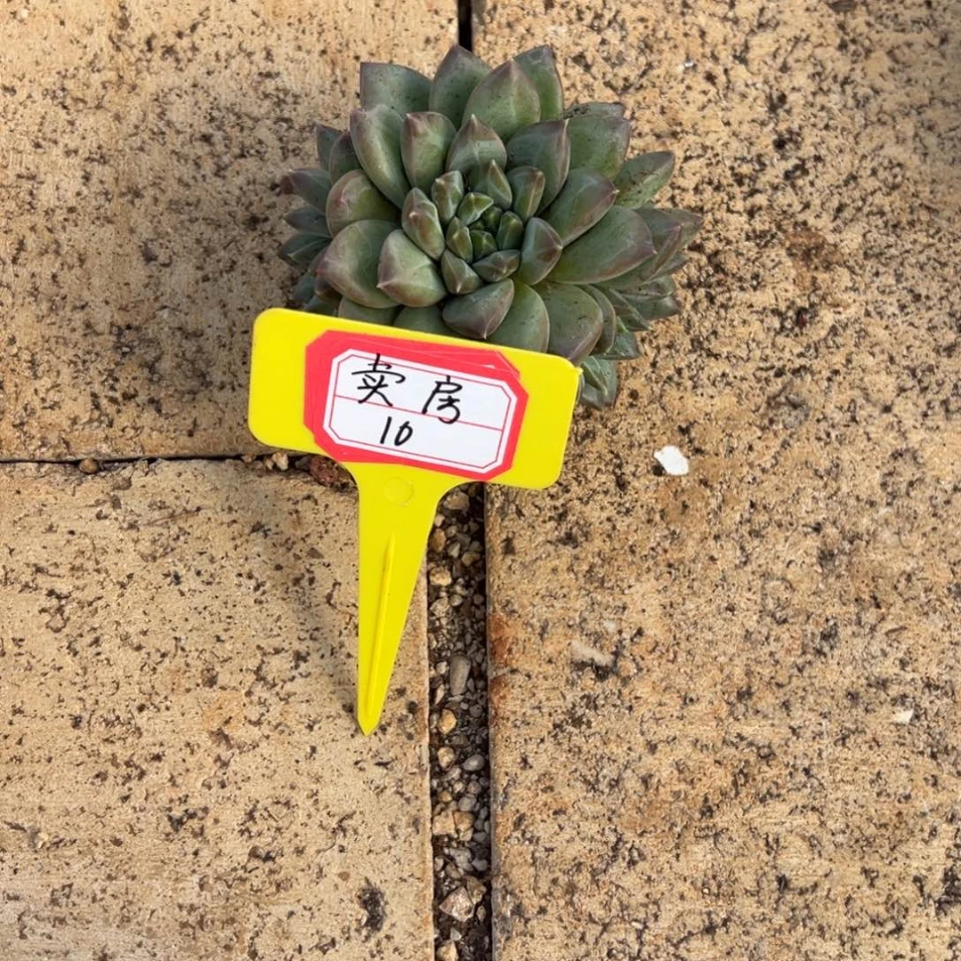 卖***哥卖房10。