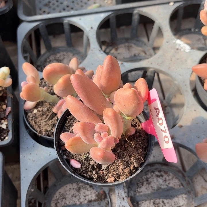 娇* c x x f z x g g 070