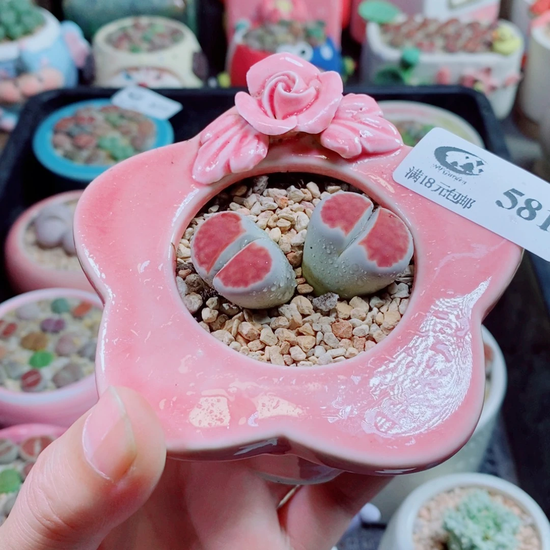 生石花花花花花花581