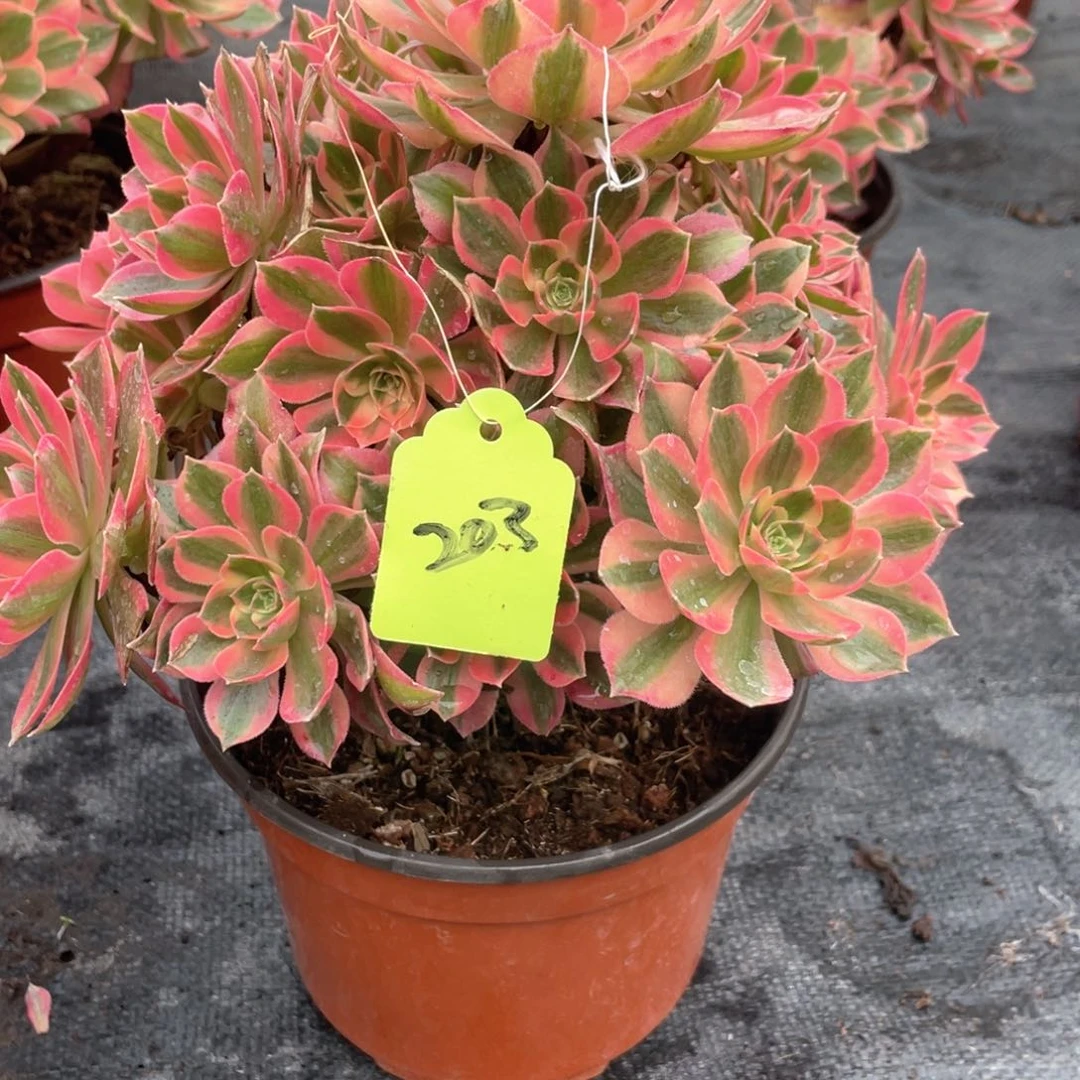 糖*果粉女巫老桩手捧203