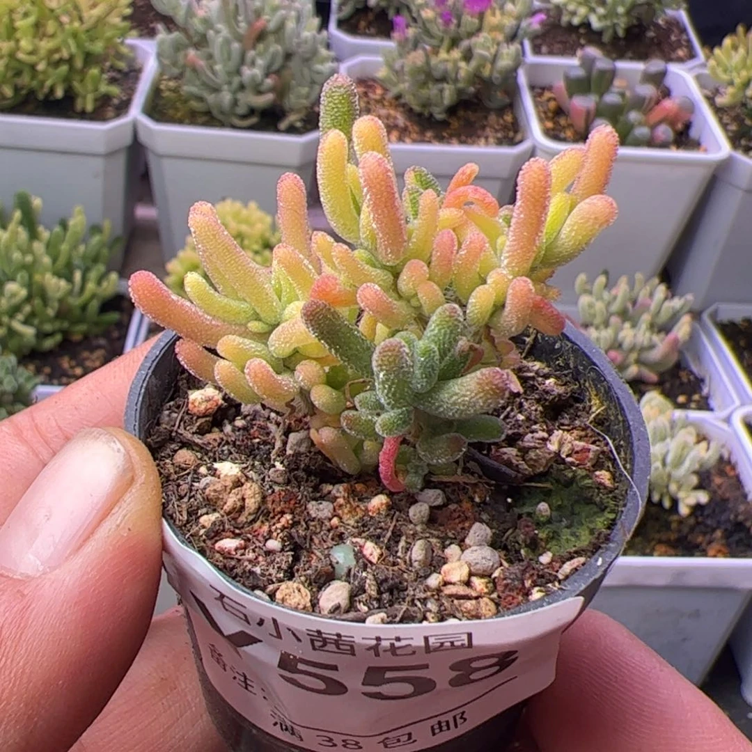 多肉植物枝干荧光兔锦