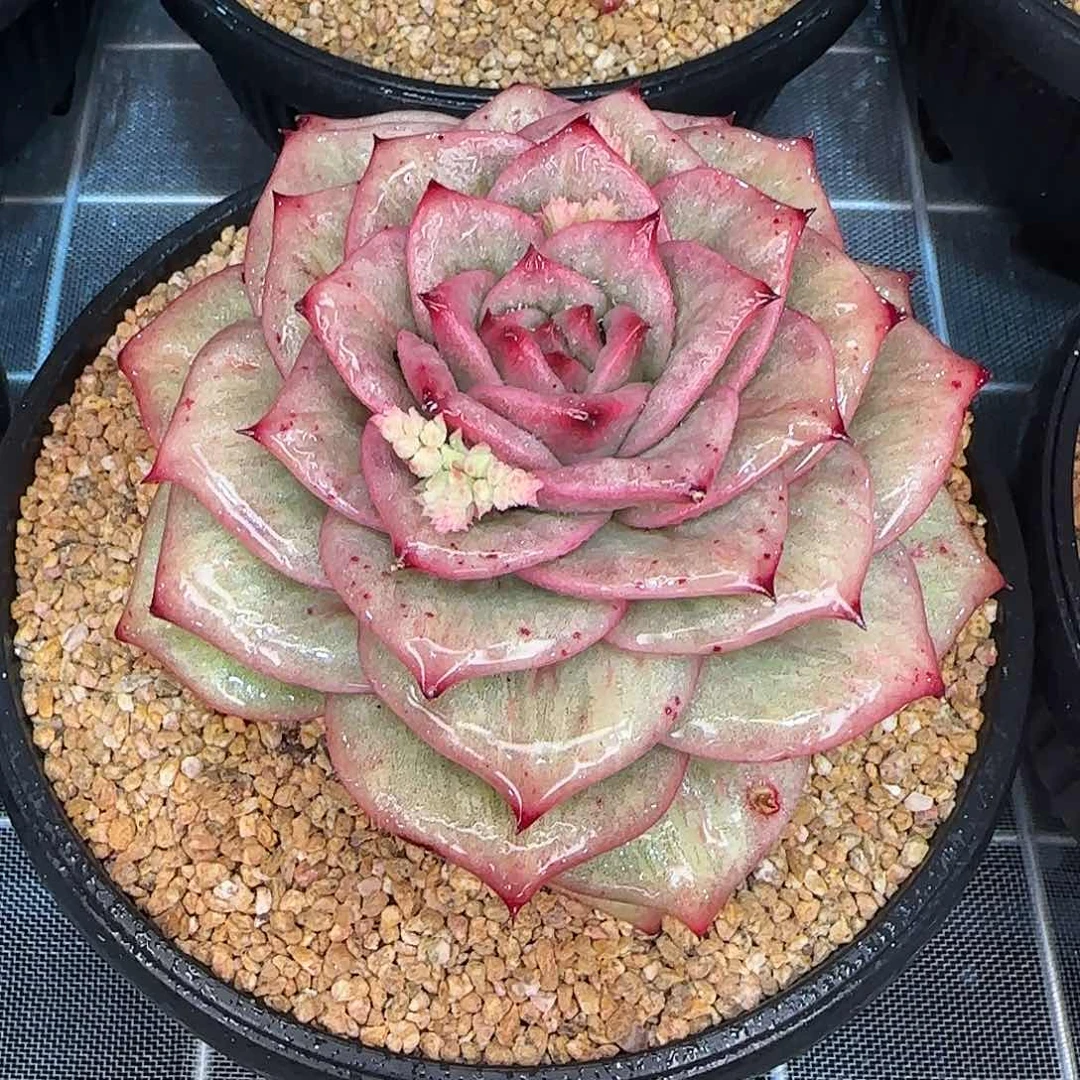 从前慢花园精选蔷薇