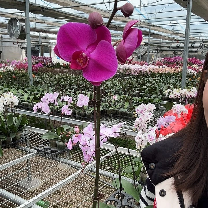 完全开放红玛瑙 带花带花苞发货3.5