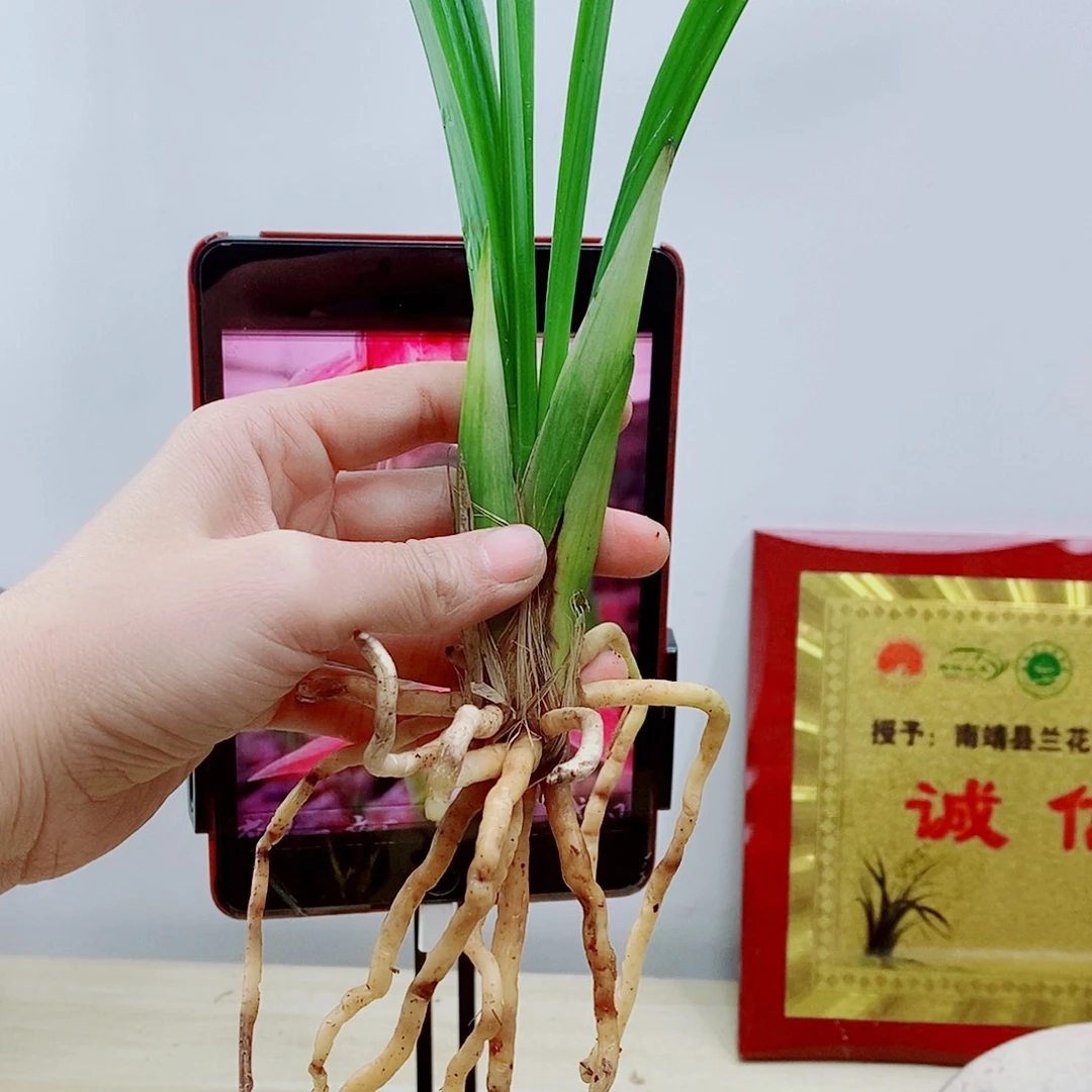 少量花朵（建议范围：2朵-5朵 或40%以下）