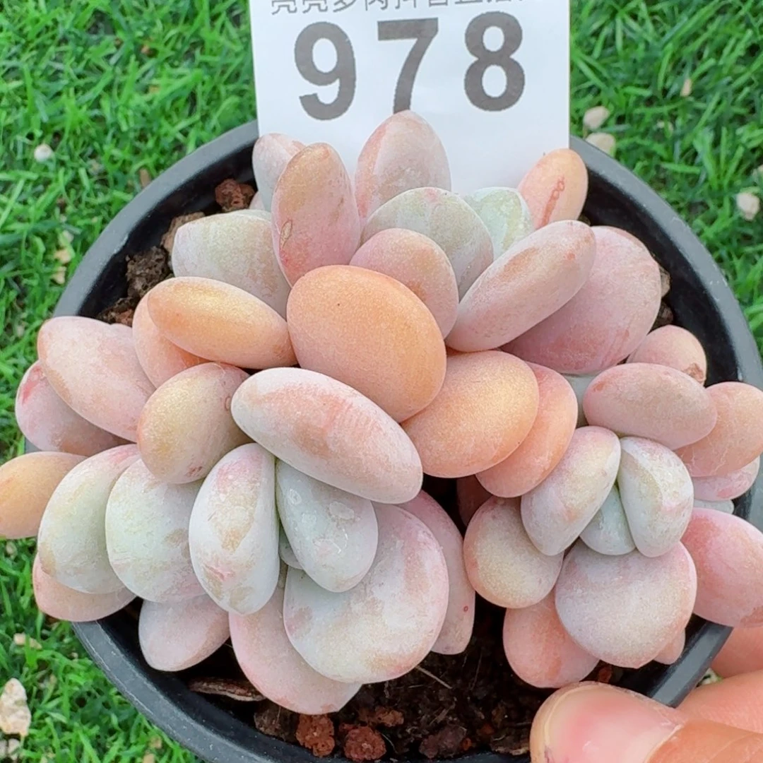 粉兔         精品多肉