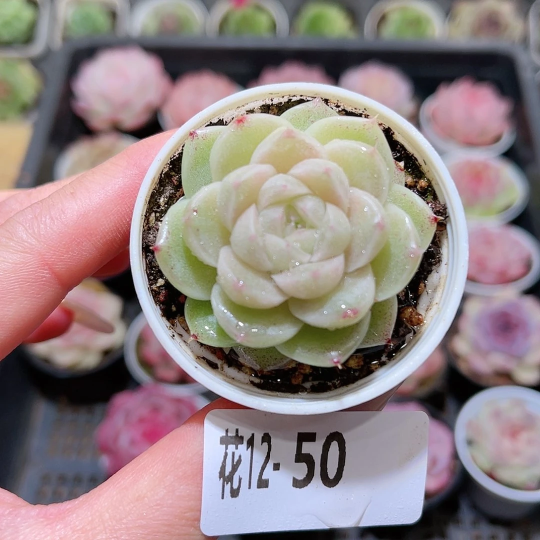 花利美12-50麦秆