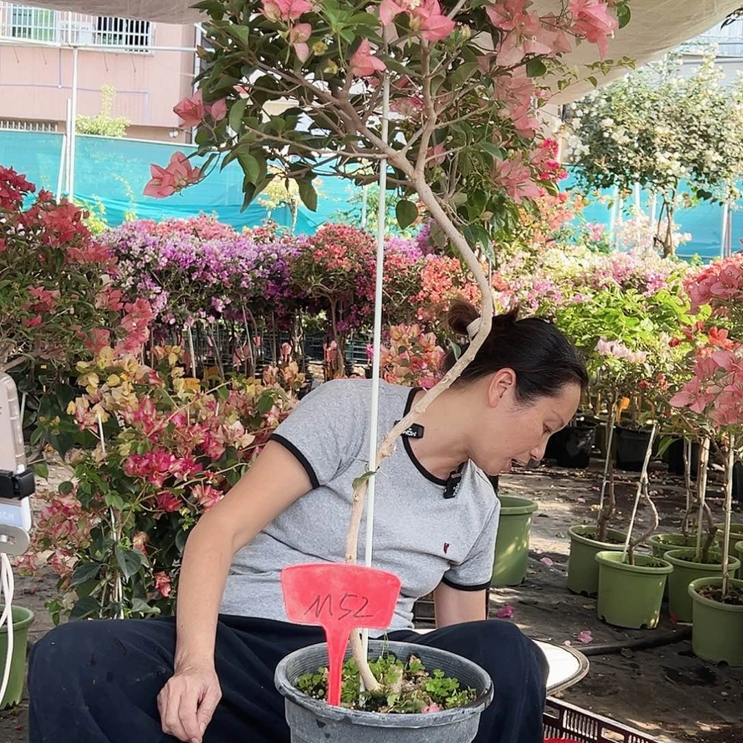 倪***活大部分花苞少量开放M52卡亚塔