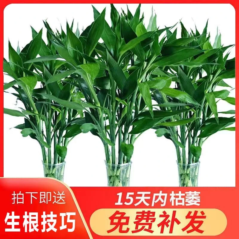 精品富贵竹81-90厘米大竹大叶水培植物水养绿植净化富贵竹水养