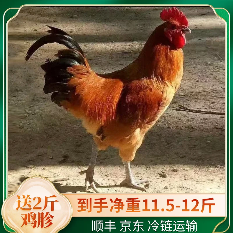 【大丽】黑脚大公鸡2只送2斤鸡胗净重11.5-12斤单只4.7斤