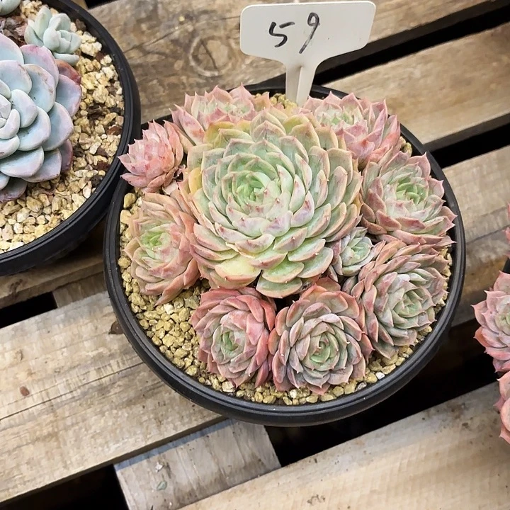 多肉植物，昂斯若59号