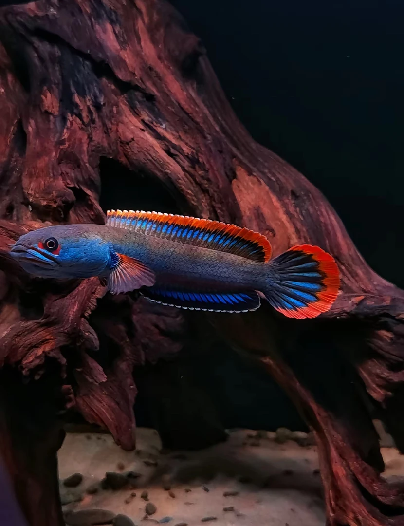 直播挑鱼链接。血斑一型雷龙血一缅甸梦幻冰火雷龙雷龙鱼