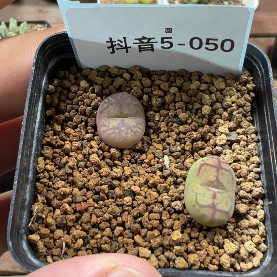 W***e5-50肉锥多肉植物，
