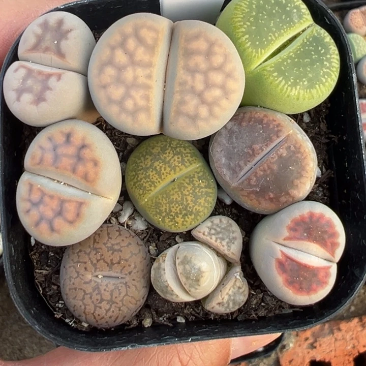 797天里红红火火哦快乐