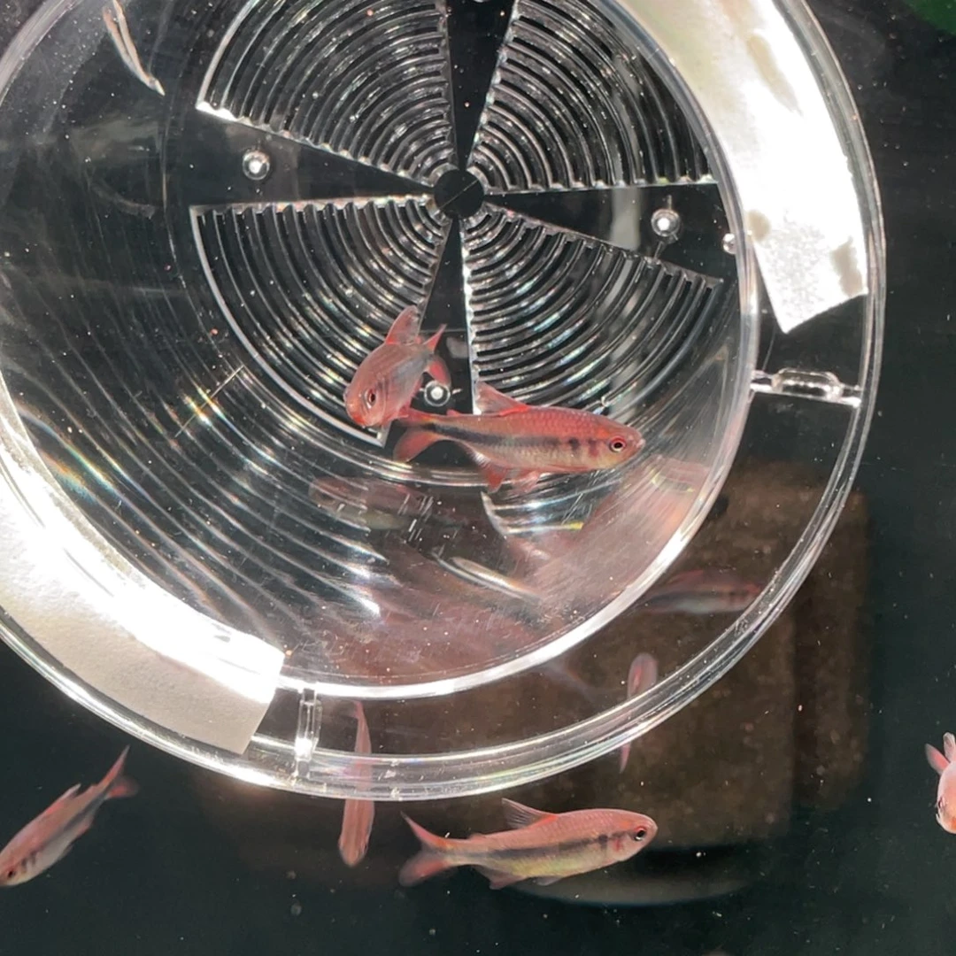 海水鱼2白金红月2紫罗兰魔鬼2白金赤瑕