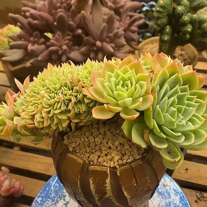 多肉植物肉肉植物