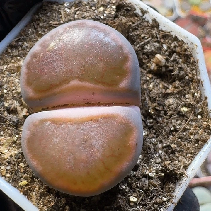 生石花23:：：：。  31号