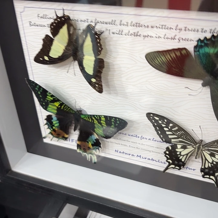 十寸新背景四个蝴蝶随机